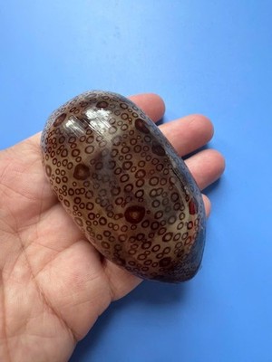 79.5mm | Cypraea Argus| F+++| DARK color| YOUNG | Beautiful shell
