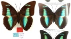 PARATYPE ARCHAEOPREPONA AMPHIMACHUS COSTARICANA FEMALE FROM COLOMBIA (pictured i