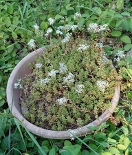 Sedum Stonecrop Creeper