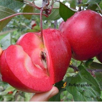 50 Seeds Redlove Apple Tree Red Sweet Tasty Crisp Organic Fruit Garden Planting