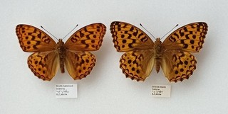 A LOVELY PAIR OF BRITISH HIGH BROWN FRITILLARY BY MARTIN WHITE