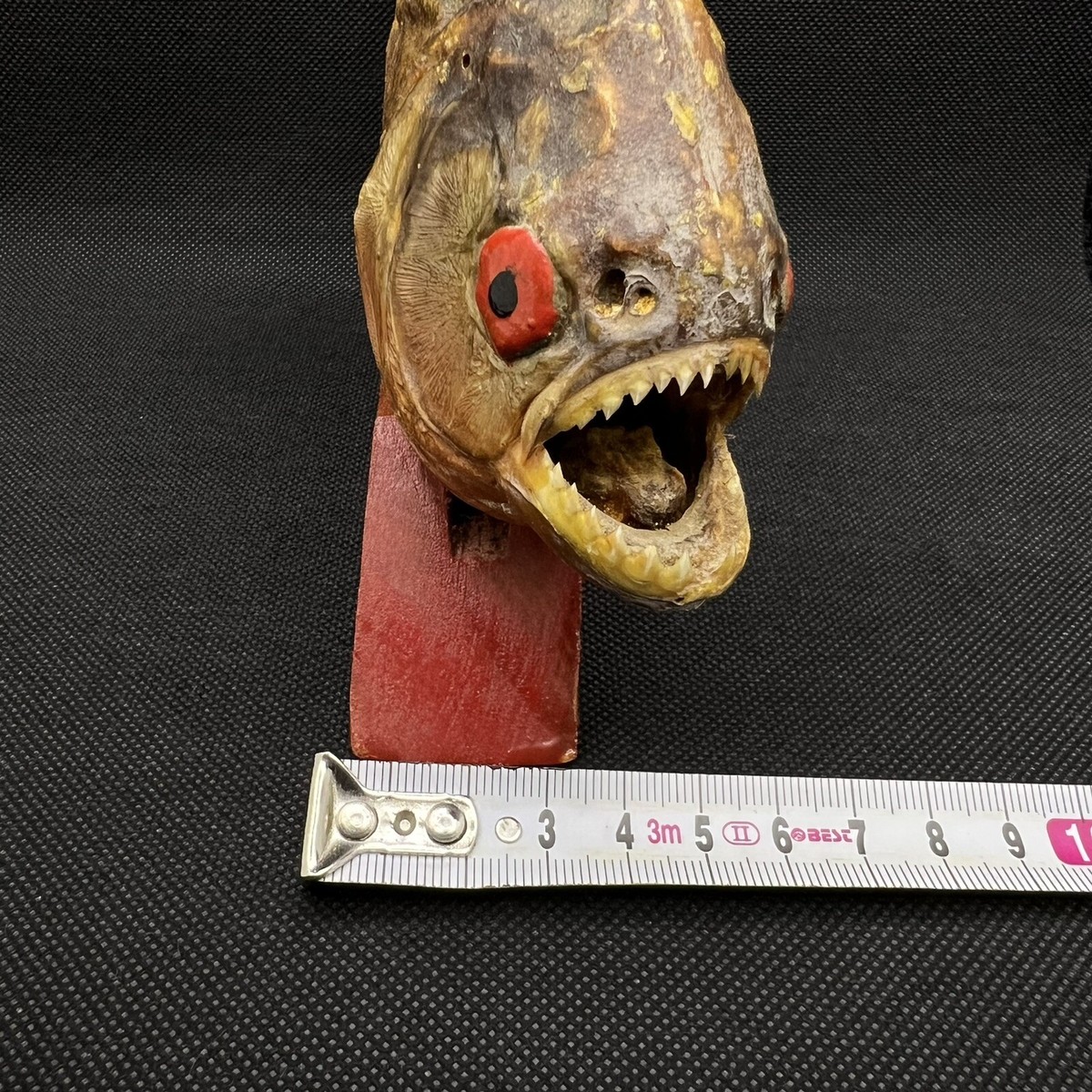 Peluche / Taxidermie Murale Piranha Noir – Poisson Tropical Du Brésil (Amazonie Rio) – Occasion, En Bon état De Fonctionnement