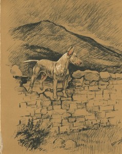 BULL TERRIER VINTAGE 1936 DOG ART PRINT by ARTIST K F BARKER