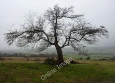 Photo 6x4 Tree by Carr Lane Bolsover A spreading tree on the hillside ove c2011