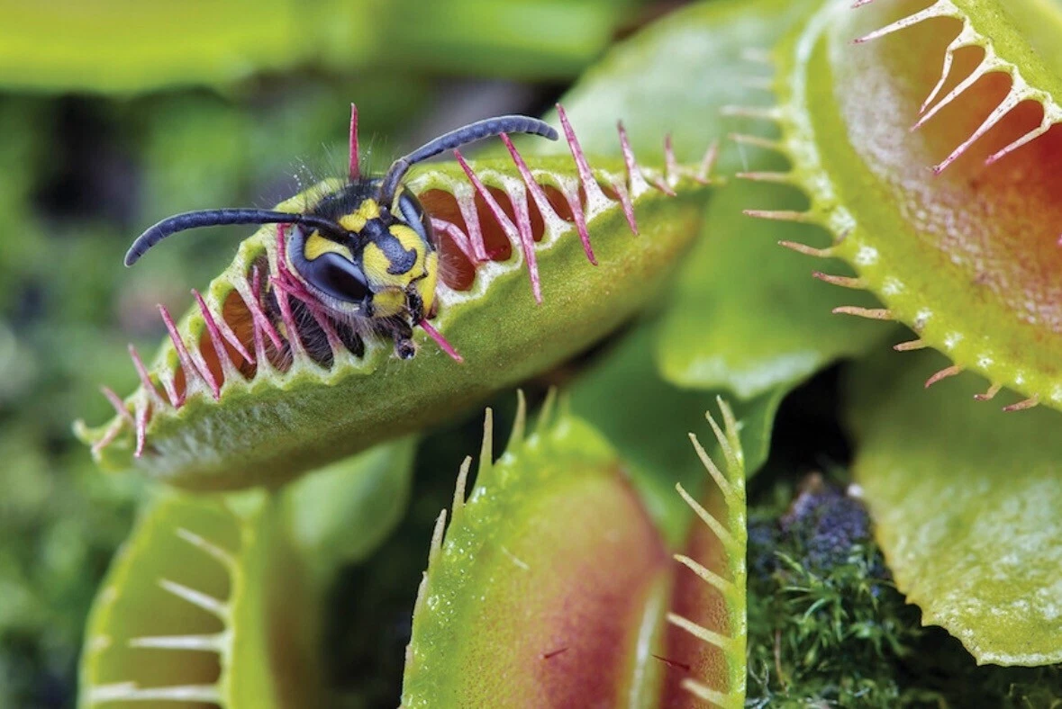 Giant Venus Fly Trap, DIONAEA MUSCIPULA, Carnivorous Plant - 10 Seeds