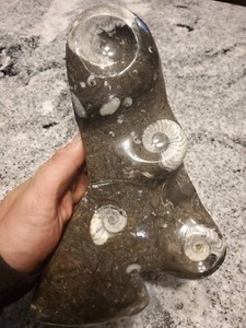 Ammonite Goniatite Fossil Sculpture Mounted,  Large