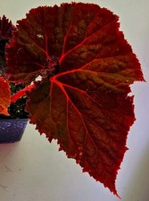  Bellissima Begonia Midnight Magic K203