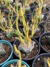  Caput-medusae Variegated Astrophytum Succulent Cactus Plant