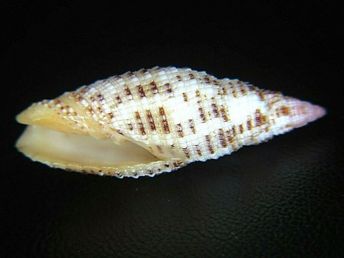 MITRA "NEOCANCILLA" PAPILIO: GEM FIJI MITER @ 27.88MM!