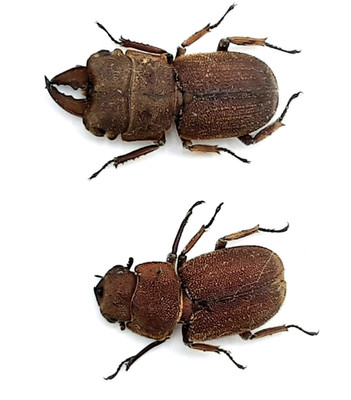 Lucanidae, Gnaphaloryx squalidus squalidus, pair, A1, 20/17 mm, Java, #LM297