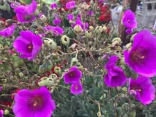Rock Purslane Calandrinia Spectabilis Succulent