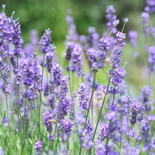 English Lavender Lavandula Angustifolia SEEDS