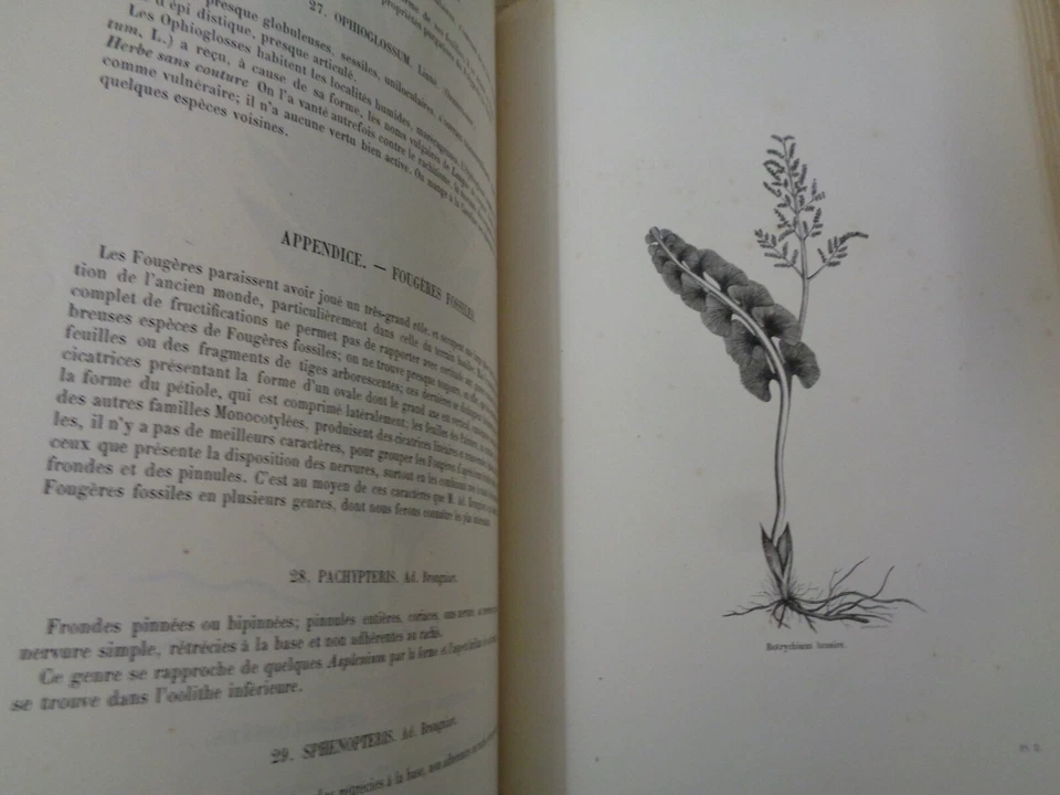 Encyclopédie  d'histoire naturelle ou traité complet botanique  Dr Chenu - Photo 3/4