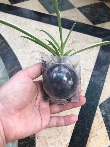 10Pcs Visible Plant Root Grow Balls Layer Pod High Pressure Propagation Boxes - Foto 11 di 12
