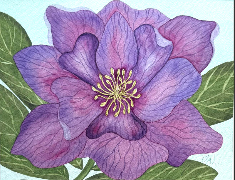 PAINTING WATERCOLOR FLOWER HELLEBORE PURPLE PINK MAROON 11X14 & DOUBLE MAT 16X20