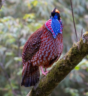 Temmincks Tragopan Pheasant Rare Fertile Hatching Eggs Shipping Now FAST