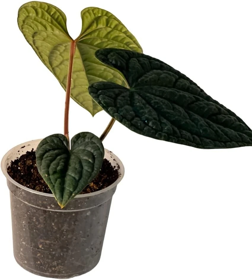Anthurium Luxurian  by LEAL PLANTS ECUADOR Live Plants| Green Live House Plants - Image 2 of 4