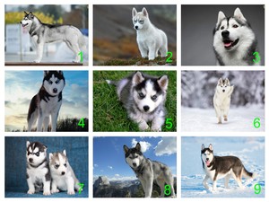 husky cupcake toppers