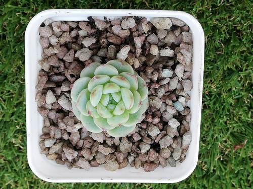 Echeveria 'Red Velvet' ( Candy Heart), 4cm diameter succulent - Picture 3 of 6