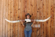 LH114 Mounted Longhorn ART!! Western Décor! "6' 9" Polished Horns and Cowhide