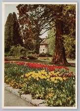 Vintage Insel Mainau Tulips & Gärtnerturm Color Photo Postcard Germany