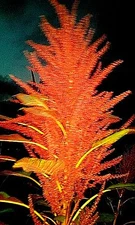 Juana's Orange Amaranth  25+ Seeds Heirloom- 6-8 FT TALL Comb. S/H SEE OUR STORE