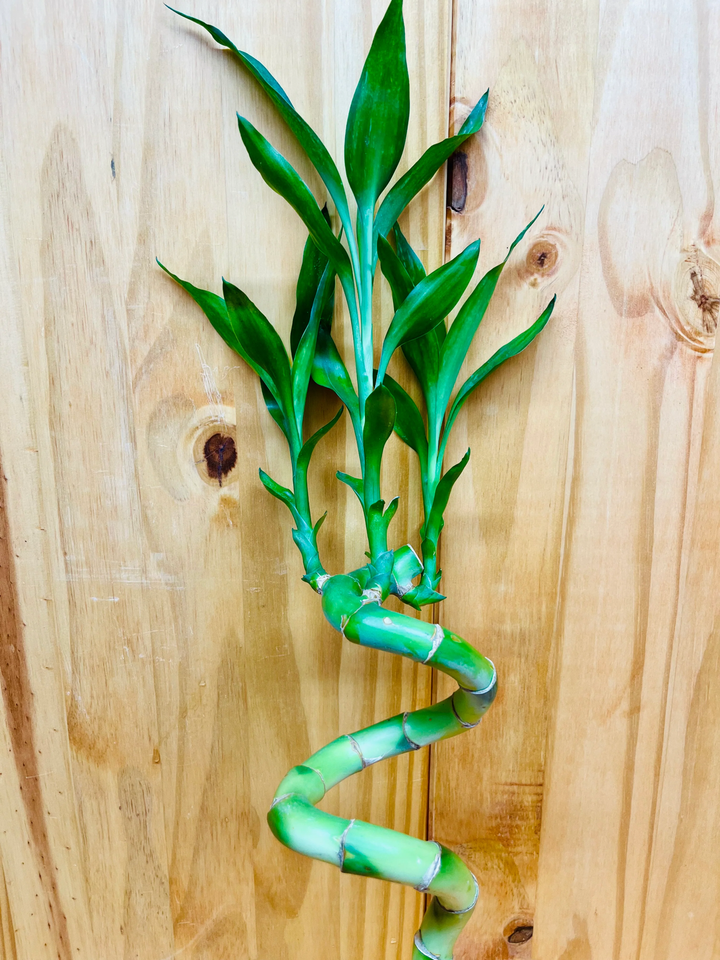 Live Lucky Bamboo 12 Spiral Shape Bamboo Plant EBay live-lucky-bamboo-12-spiral-shape-bamboo-plant-ebay