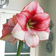 Easy to Grow Amaryllis Temptation Plant Bulb Indoor Holiday Outdoor Zones 9-11