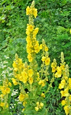 Mullein Olympicum 500 seeds, hardy 6-10' tall, yellow flowers, Verbascum