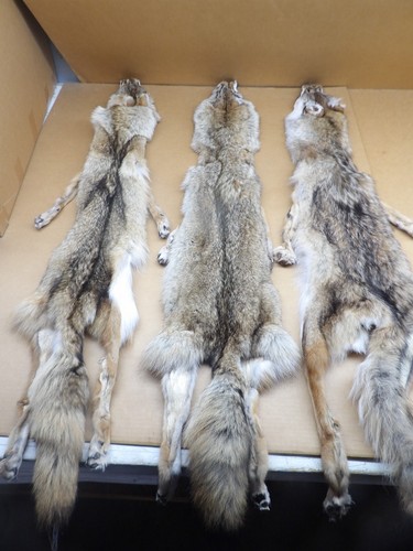 Tanned XL Semi-Heavy Coyote Hide #2 With Full Tail and all 4 feet /Furs - Picture 5 of 9