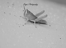 Digital image black and white  art picture grasshopper up close photo by Paige