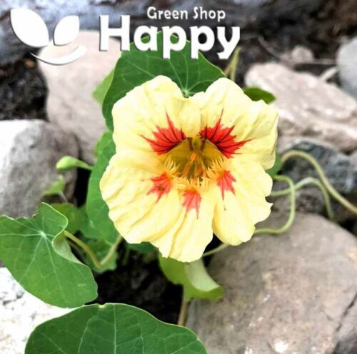 CLIMBING FLOWERS - Vines - Thunbergia Morning Glory Sweet Pea - Flower seeds - Picture 108 of 121