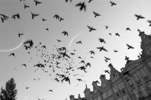 2 Rotoli - ILFORD Delta 400 36exp 135 35mm Pellicola Negativa Bianco e Nero Harman - Foto 2 di 4