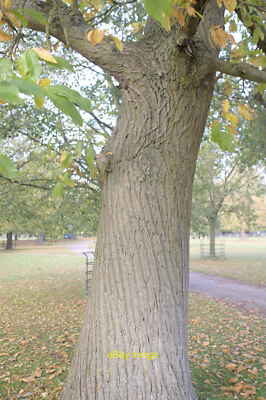 Foto 12x8 Castanea sativa, Sweet Chestnut Belton\/SK9239 Der Stamm der um 2021