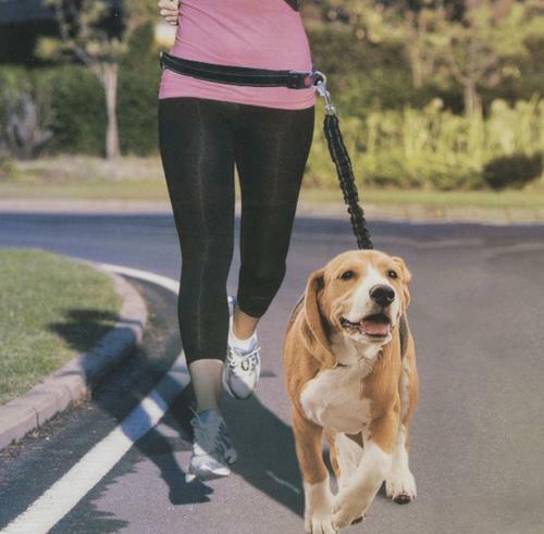 Pet Trends Freisprech Stoßdämpfend Laufen Joggen Leine Modell B336-2 schwarz - Bild 8 von 11