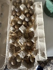 Button Quail Hatching Eggs 6 Extras