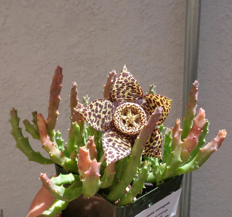 Starfish Cactus Stapelia Variegata, 6" Pot - Image 3 of 3