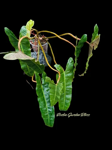 STUNNING PHILODENDRON BILLIETIAE ORANGE STEAMS LARGE PLANT