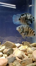 Breeder pair of dwarf polar blue parrot cichlids small personable and fun