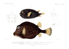 Diodon Gymnodontes Ostracion Poissons Fish Fische Stahlstich Orbigny 1849