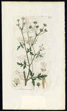 Antique Botany Print-HEDGE HONEWORT-SISON AMONUM-Smith-Sowerby-1818