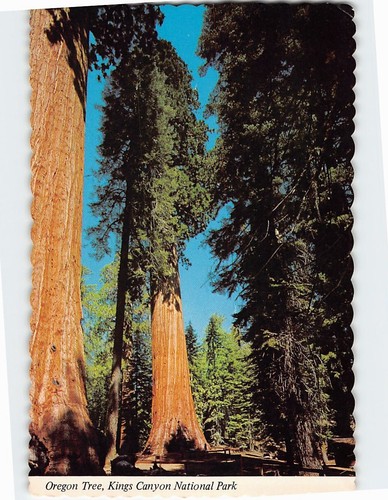 Postcard Oregon Tree Kings Canyon National Park California USA