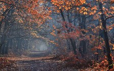 Landscape fall path nature outdoors photography leaves Custom Gaming Mat Desk