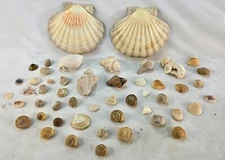 Seashell Mixed Lot of 50 Two Large 5"-6" Scallop Shells Mix of 1"-3" Shells