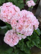 Pelargonie Geranie Jägershus Börre