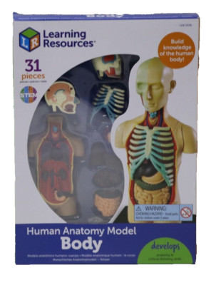 Human Anatomy Model Body, Learning Resources Anatomie - Der menschliche Körper