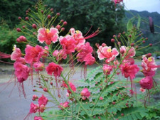 LIVE PLANT 3ft - Caesalpinia pulcherrima PINK Dwarf Poinciana Pride of Barbados
