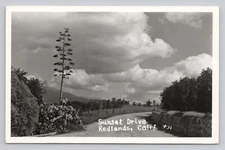 Sunset Drive with Century Plant Redlands California RPPC Postcard