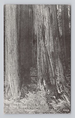 Postcard Big Trees Sequoia Park Eureka California Redwoods
