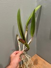 Blc. Shirley Ferguson `Bobbie Joe' Original Select Cattleya Orchid Plant — photo 4